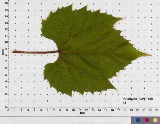 Click for 4 image(s) for this accession. LEAF