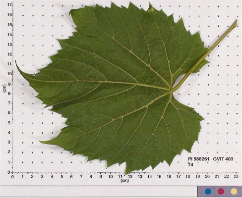 Click for 5 image(s) for this accession. LEAF