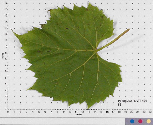 Click for 4 image(s) for this accession. LEAF