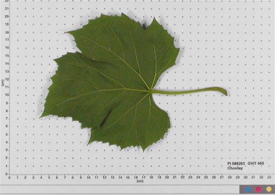LEAF