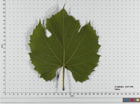 LEAF