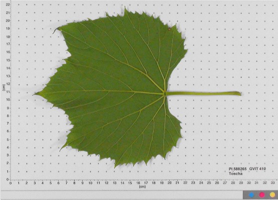 LEAF