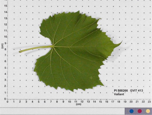 LEAF