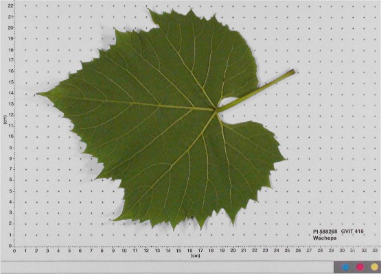 LEAF