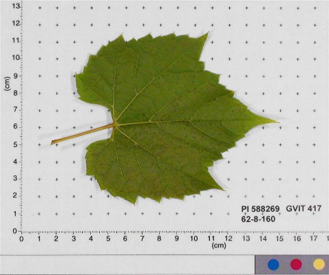 Click for 4 image(s) for this accession. LEAF