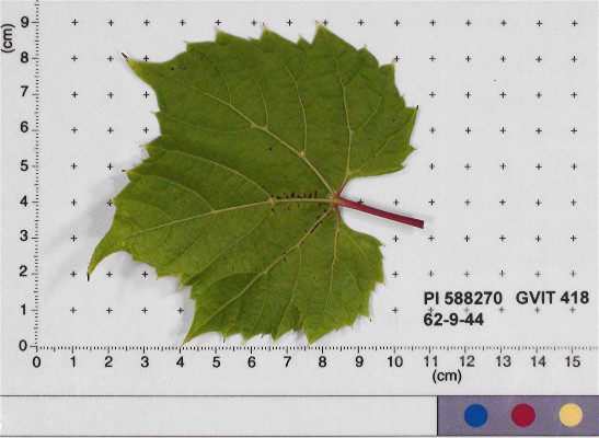LEAF