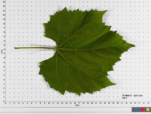 LEAF