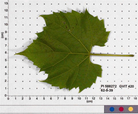 LEAF