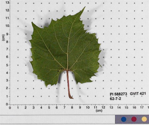LEAF