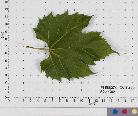 LEAF