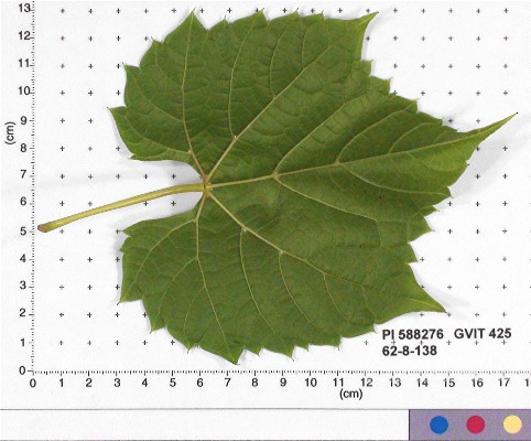 LEAF