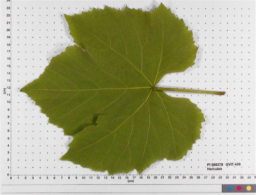 Click for 5 image(s) for this accession. LEAF