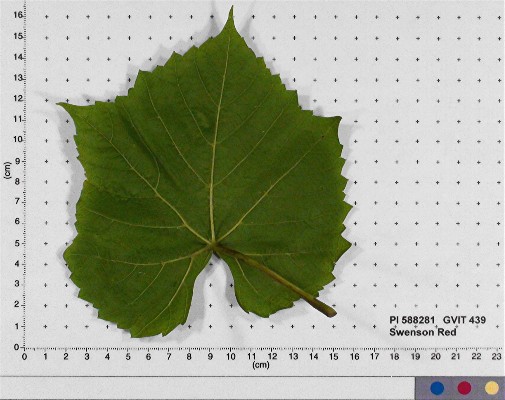 LEAF