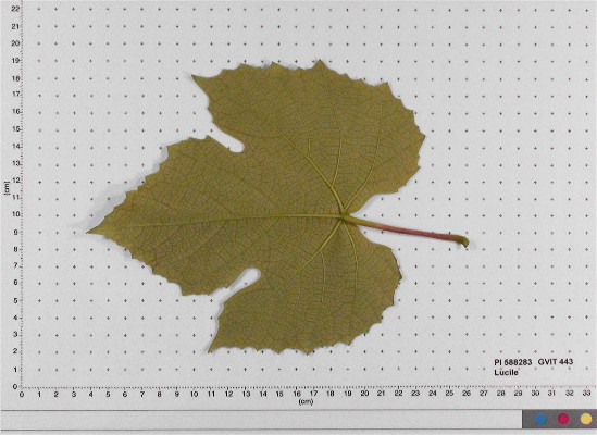 LEAF