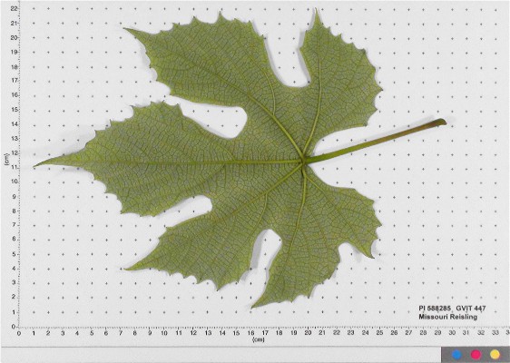 LEAF