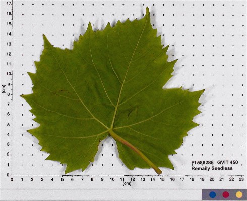Click for 3 image(s) for this accession. LEAF