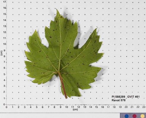 LEAF
