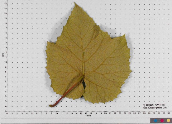 Click for 6 image(s) for this accession. LEAF