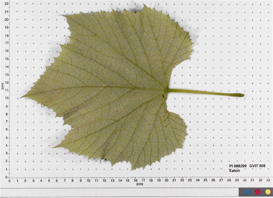 LEAF