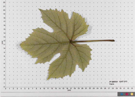 LEAF