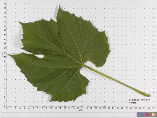 Click for 5 image(s) for this accession. LEAF