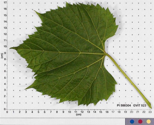 LEAF