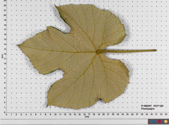 LEAF