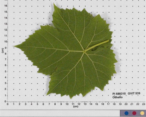 Click for 6 image(s) for this accession. LEAF