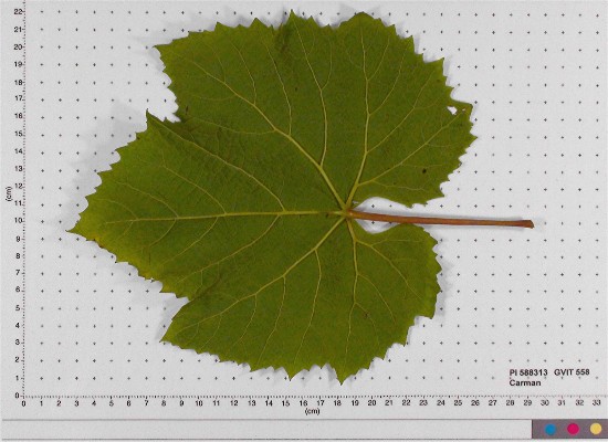 LEAF