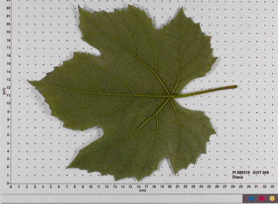 LEAF