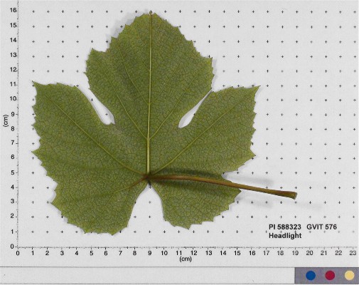 LEAF