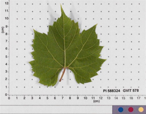 Click for 5 image(s) for this accession. LEAF