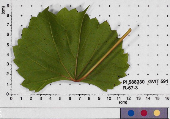 LEAF