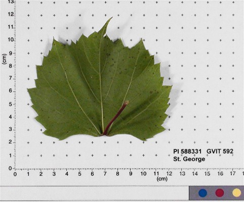 Click for 4 image(s) for this accession. LEAF