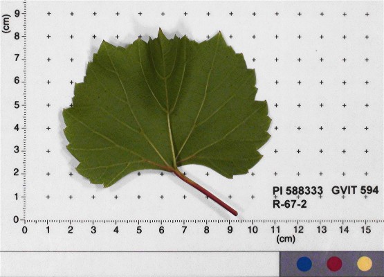 LEAF