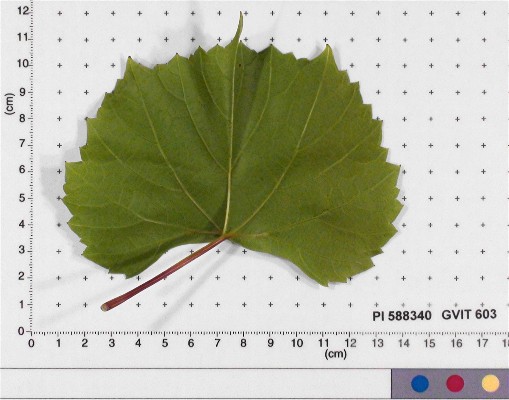 LEAF