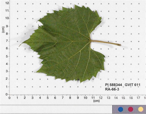 LEAF
