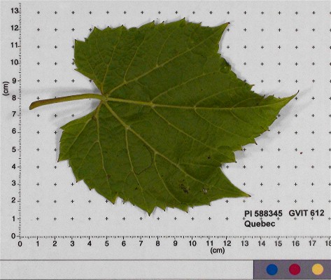 Click for 4 image(s) for this accession. LEAF