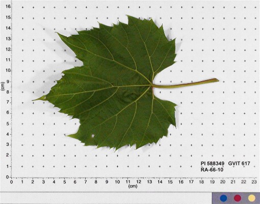 LEAF