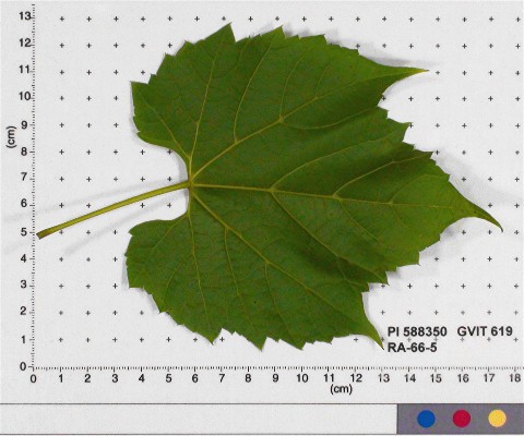 LEAF