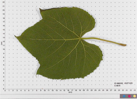 LEAF