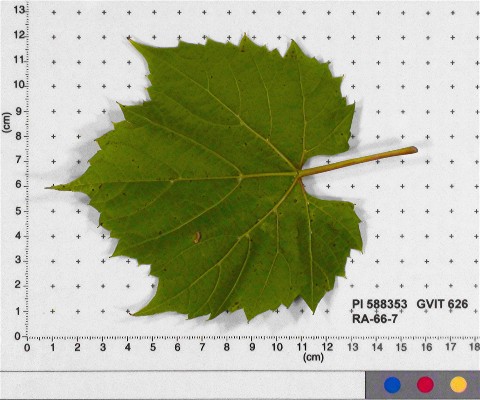 LEAF