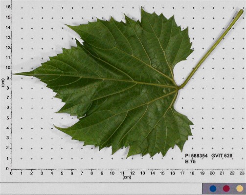 LEAF