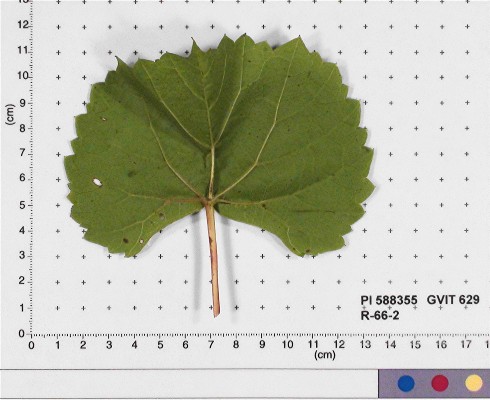 LEAF