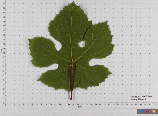 Click for 6 image(s) for this accession. LEAF