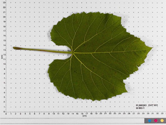 LEAF