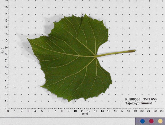 LEAF