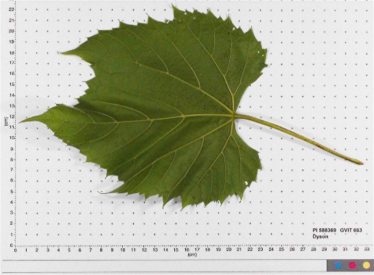 LEAF
