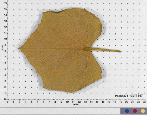 LEAF
