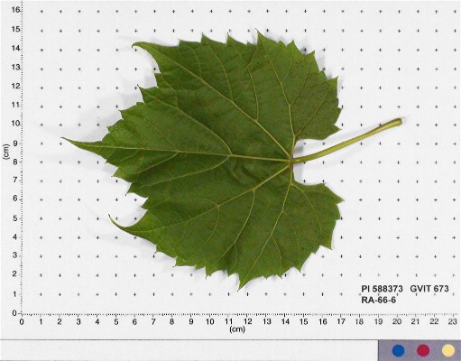 LEAF